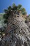 13JoshuaTree - 17